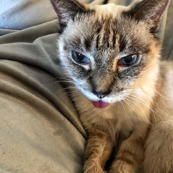 🪢 RACH IS GOING LIVE!! ITS A SHARE SHOW YA’LL!! 🫶🏼🪢🫶🏼 LET’S MAKE SALES!! - Picture 15 of 16